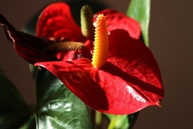 花烛