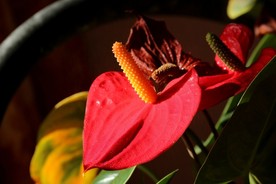 花烛