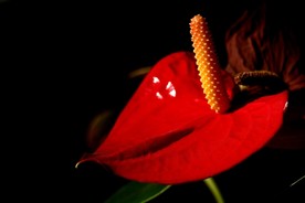 花烛