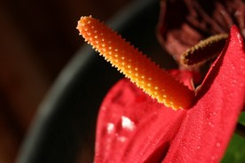 花烛