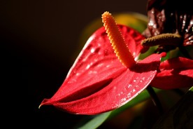 花烛