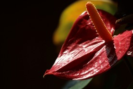 花烛