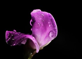 扁豆花