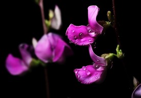 扁豆花