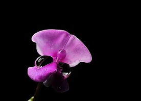 扁豆花