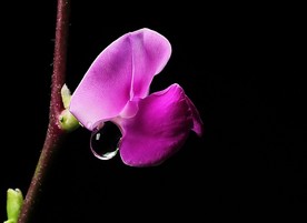 扁豆花