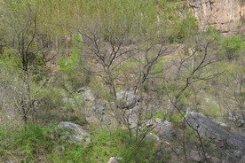 山林小景