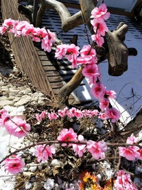 梅花