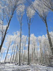 冬天树林雪景图片