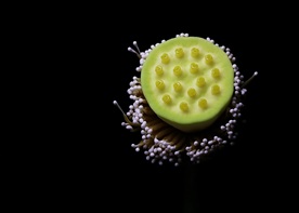萍蓬草