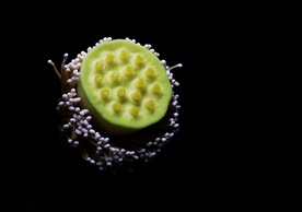 萍蓬草