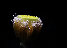 萍蓬草