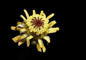 萍蓬草
