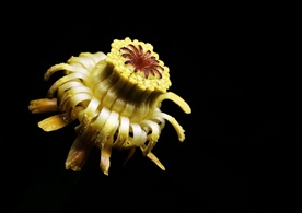 萍蓬草