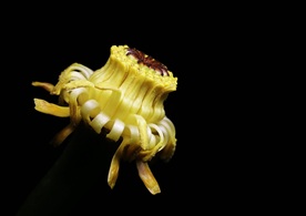 萍蓬草