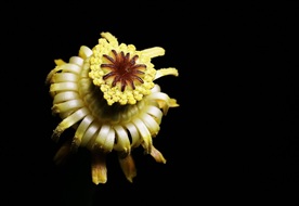 萍蓬草