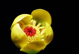 萍蓬草