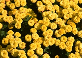 小菊花