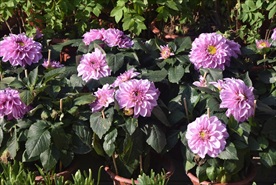 红色鲜花花盆