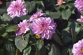 公园鲜花一角