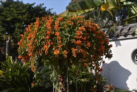 公园鲜花一角