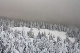 白雪覆盖的森林