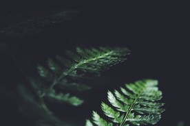 厥草