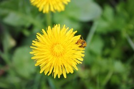 苦菜花