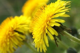 苦菜花
