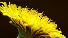 苦菜花