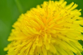 苦菜花