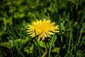 苦菜花