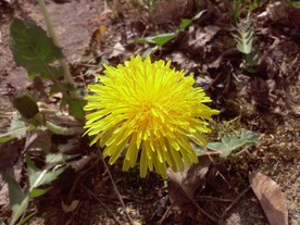 苦菜花