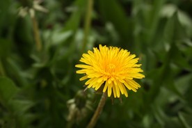 苦菜花