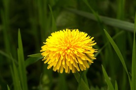 苦菜花