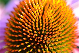 松果菊 菊花 秋菊 美丽的鲜花