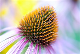 松果菊 菊花 秋菊 美丽的鲜花