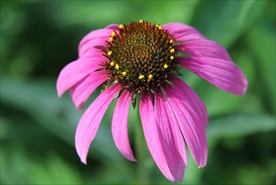 松果菊 菊花 秋菊 美丽的鲜花
