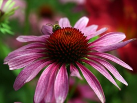 松果菊 菊花 秋菊 美丽的鲜花