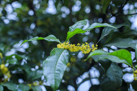 桂花