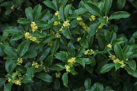 桂花