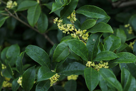 桂花