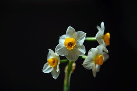 水仙花