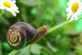 蜗牛