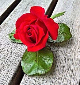 玫瑰花