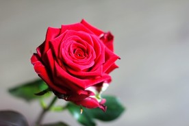 玫瑰花