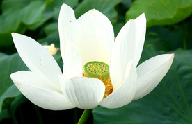 美丽的鲜花 鲜花 花朵 花语