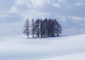 雪原上的树林