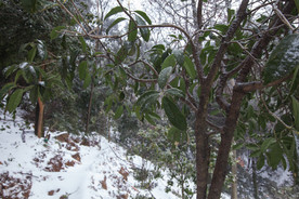 长沙岳麓山雪景