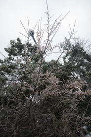 长沙岳麓山雪景